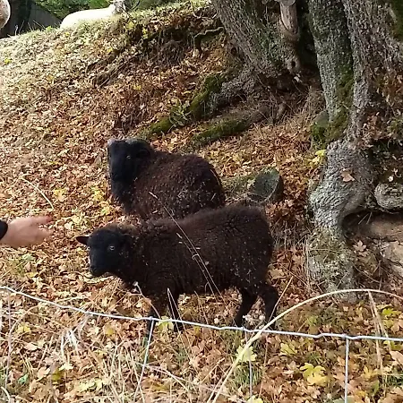 Gites L'air Campagnard Le Boupère